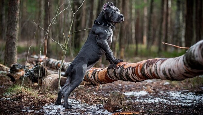 Hunting Behavior And Habits Of A Cane Corso