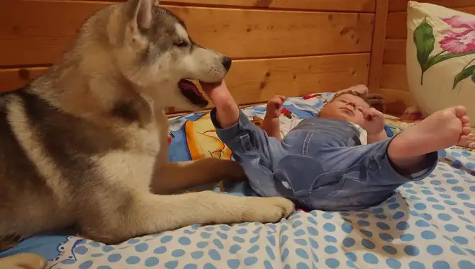 Huskies Are The Perfect Dogs For Families With Kids.