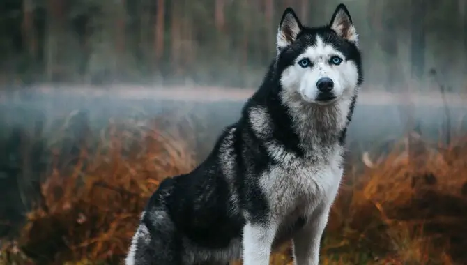 Huskies' Natural Ability To Keep Their Fur Dry