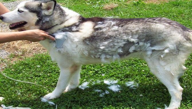 Husky Shedding In Summer