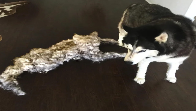 Husky Shedding In Winter