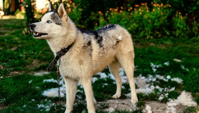 Husky Shedding Season