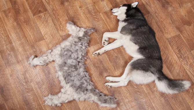 Husky Shedding Tips