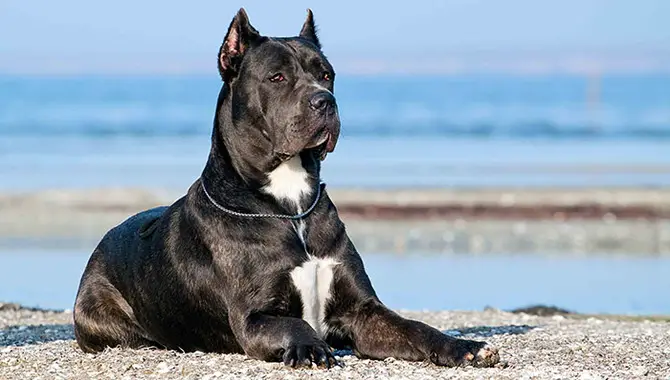 In Details Ways To Can A Cane Corso Handle Hot Or Cold Weather