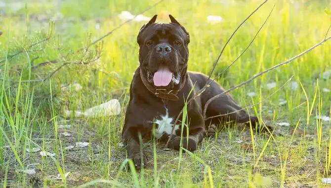Information About Cane Corso Cropped Ears
