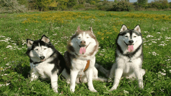 Investigating The Reasons Why Is Your Husky Small