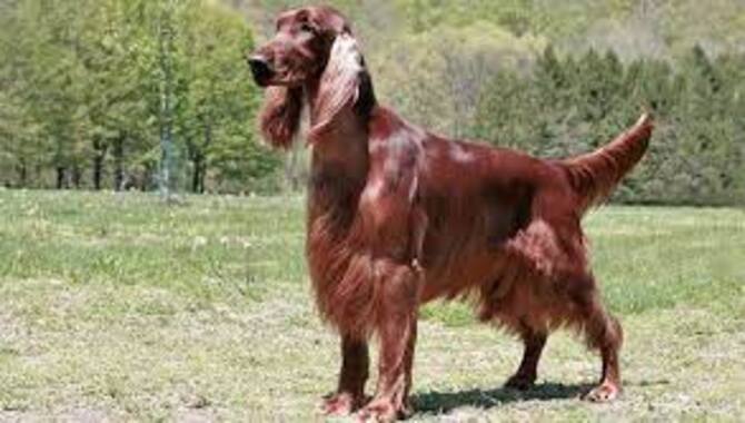 Irish Setters Are One Of The Easiest Dogs To Train
