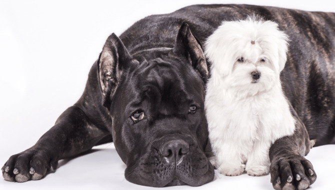 Is A Cane Corso A Good Family Dog- Analysis