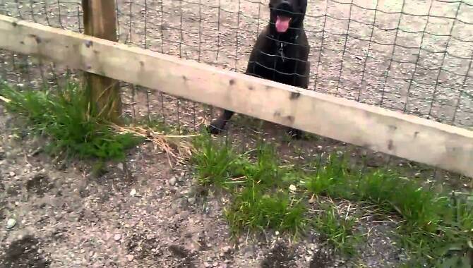 Is A Cane Corso Capable Of Jumping Over A Fence