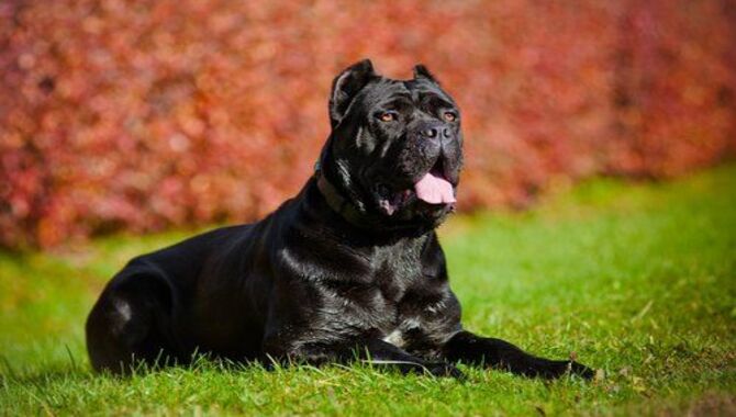 Is A Cane Corso Good For First Time Owner