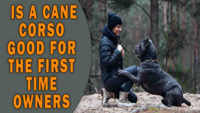 Is A Cane Corso Good For The First Time Owners