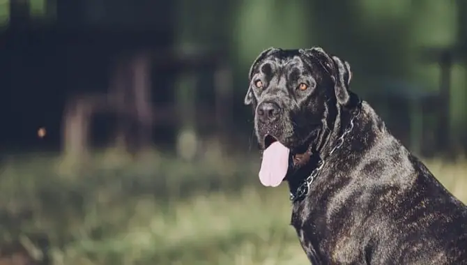 Is A Cane Corso The Right Breed For Apartment Living?