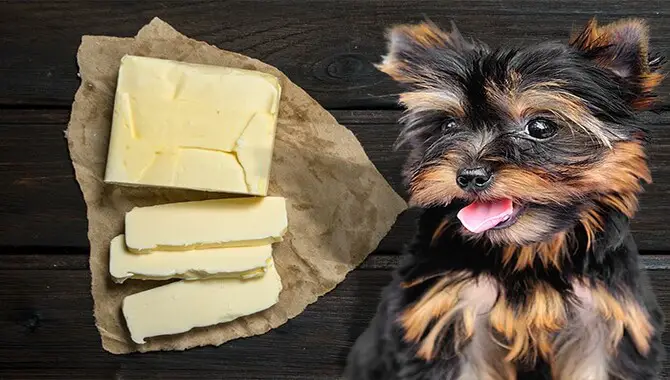Is Butter Bad For Dogs?