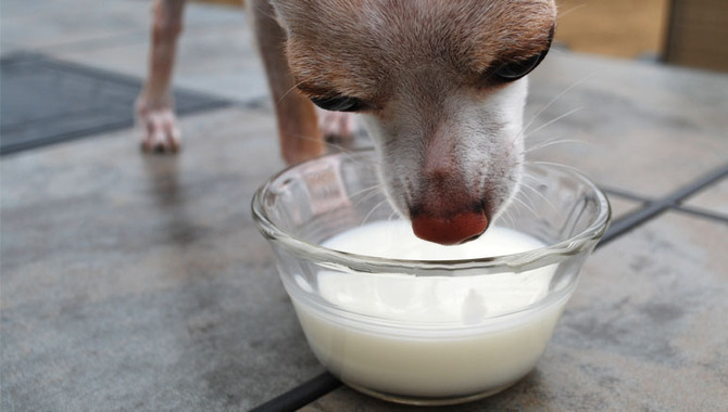 Is Cow's Milk Safe For Puppies