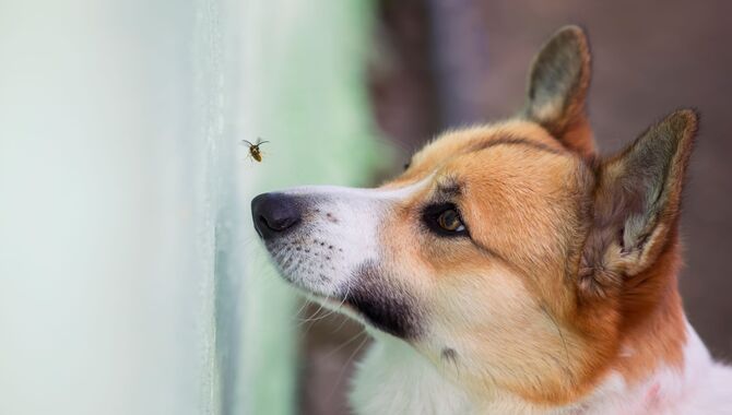 Is It Normal For Dogs To Eat Flies
