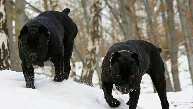 Is The Cane Corso Hard To Handle