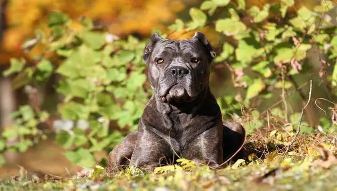 Is The Cane Corso Hard To Train