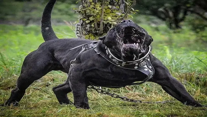Is The Cane Corso The Strongest Dog