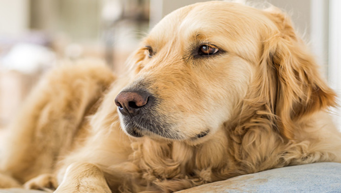 Is The Furminator Safe For Golden Retrievers (The Facts)