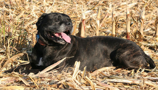 Is Your Cane Corso Allergic To Something