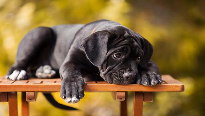 Is Your Cane Corso Experiencing Stress Or Anxiety