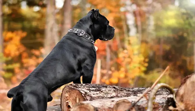 Is Your Cane Corso Suffering From Parasites