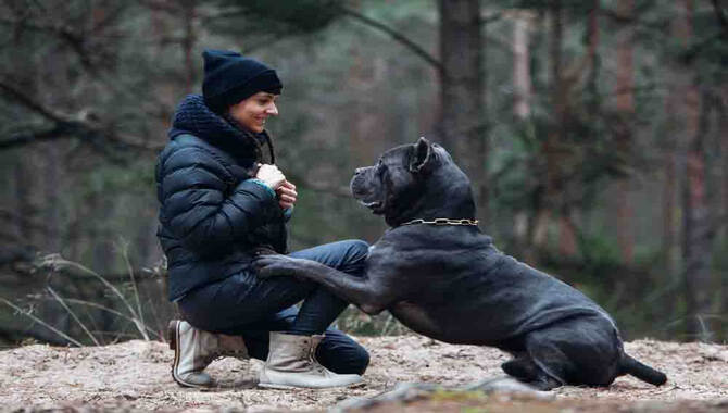 Keeping Your Cane Corso Healthy While Running