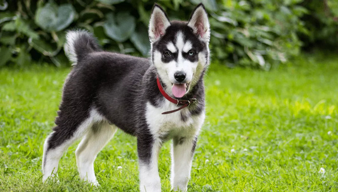 Large-Breed Dog Food For Husky Puppies