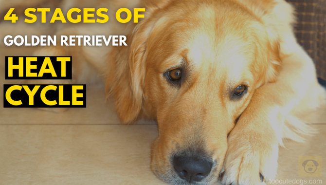 Length Of A Golden Retriever's Heat Cycle