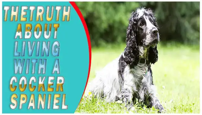 Living With A Cocker Spaniel