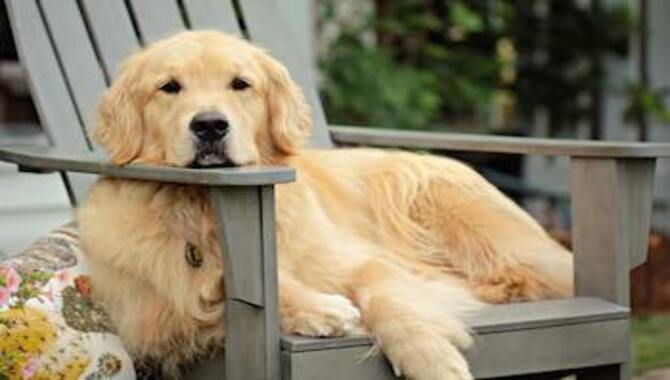 Lonely Golden Retrievers Show Destructive Behavior