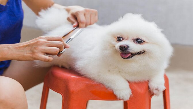 Make Sure Your Dog Is Well-Groomed