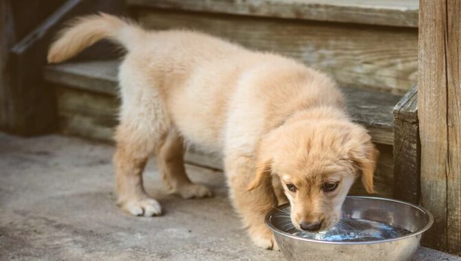 Make Sure Your Pup Is Drinking Enough Water