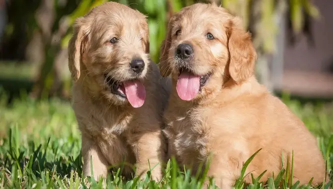 Male Vs. Female Golden Retriever: 10 Differences To Help You Choose