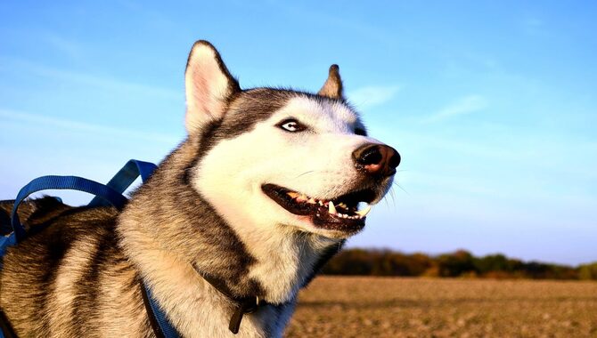 Medical Conditions That Cause Husky Shedding