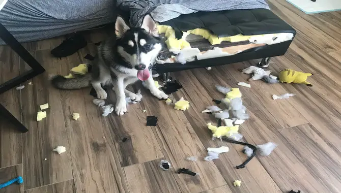 My Husky Chews Everything When I Leave The House