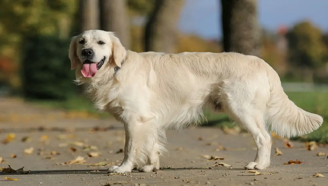 Neediness Due To A Golden Retrievers Personality