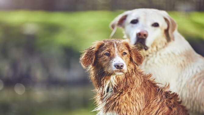 Field Golden Retriever Vs. Show Golden Retriever The Purpose