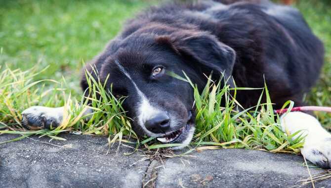 Nutrition Facts Why Golden Retrievers Eat Grass