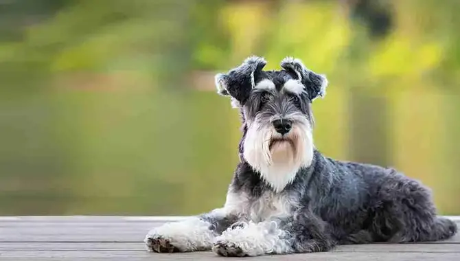 Options Available To Owners When Their Schnauzers Reach A Certain Size