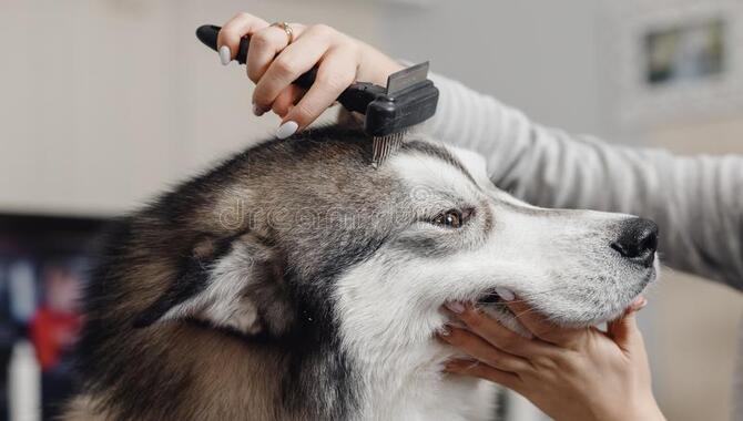 Other Benefits Of Trimming Husky Whiskers