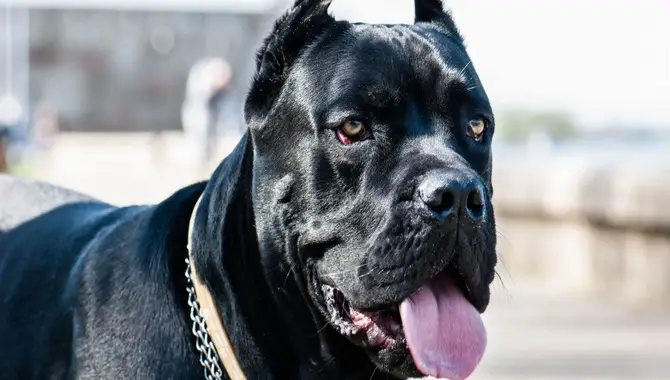 Overview Of The Cane Corso Breed