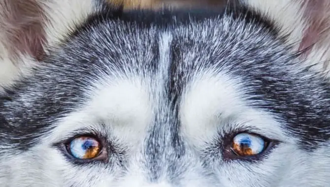 Parti-Colored Eyes In Huskies