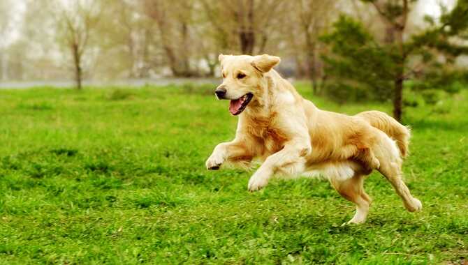Physical Characteristics Of The Golden Retriever