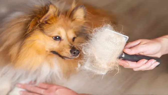 Poor Nutrition Can Negatively Impact A Dog's Hair Follicles