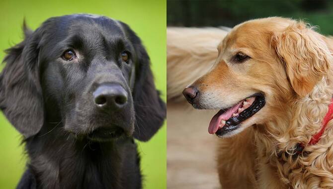 Popularity Differences: Flat-Coated Vs. Golden Retrievers