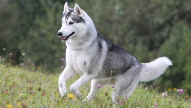 Possible Causes Of Husky Size Reduction