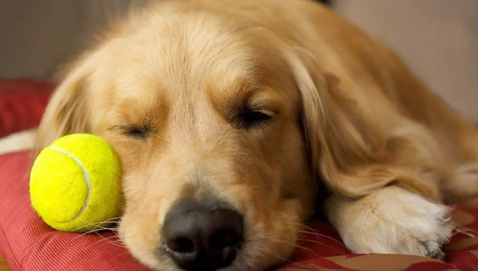 Possible Reasons Behind Golden Retrievers Love Tennis Balls