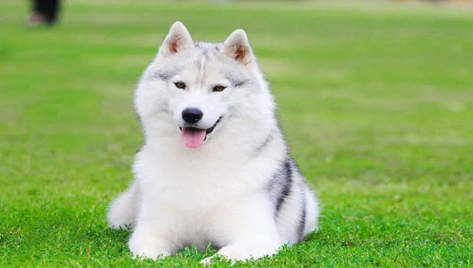 Possible causes of husky size reduction