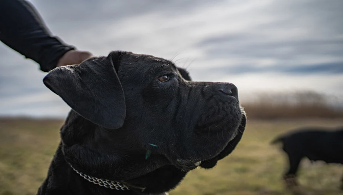 Potential Drawbacks Of Having A Hypoallergenic